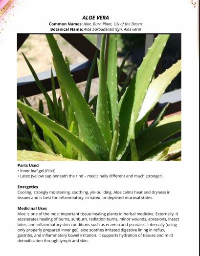 EBOOK-Foundational Herbal Medicine 101